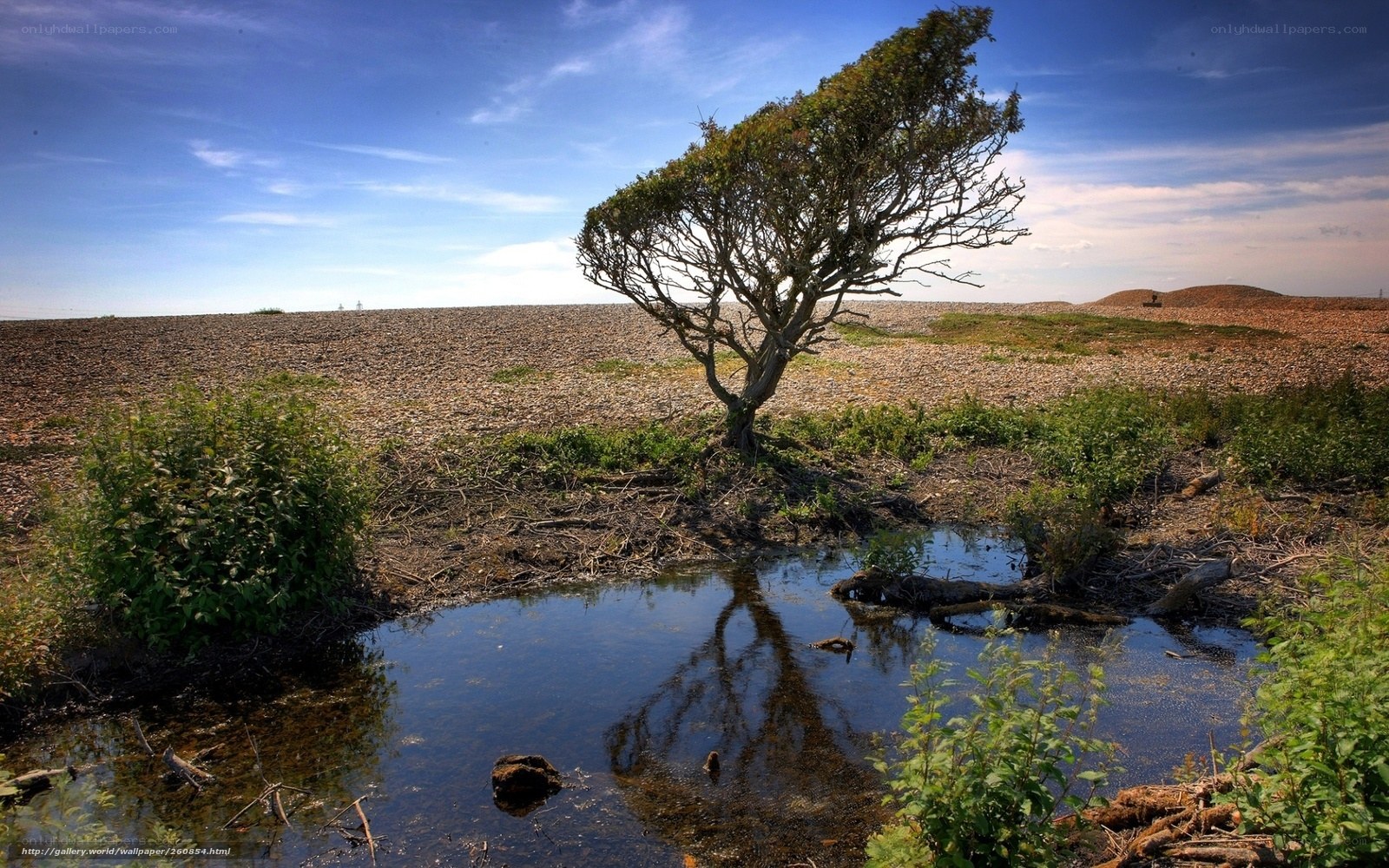 Solitary tree on pebble beach