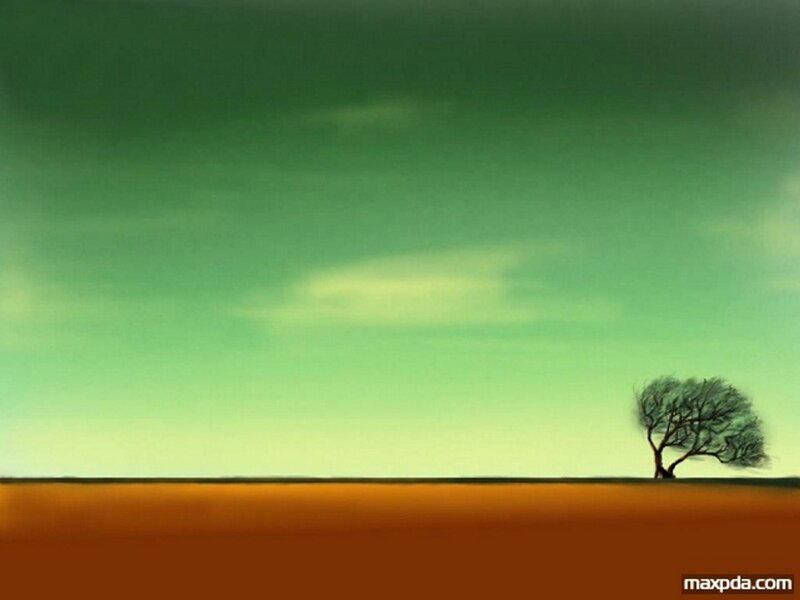 solitary tree on plain