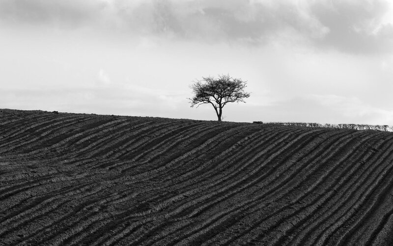 solitary tree on plowed field