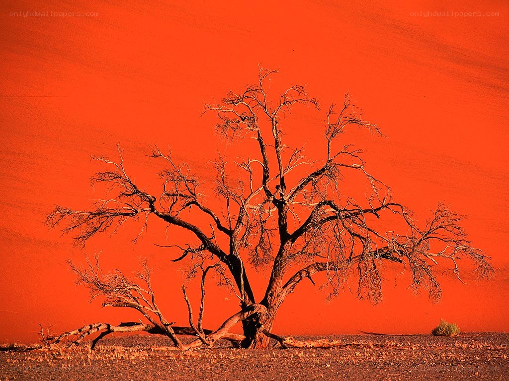 Solitary tree on red dune