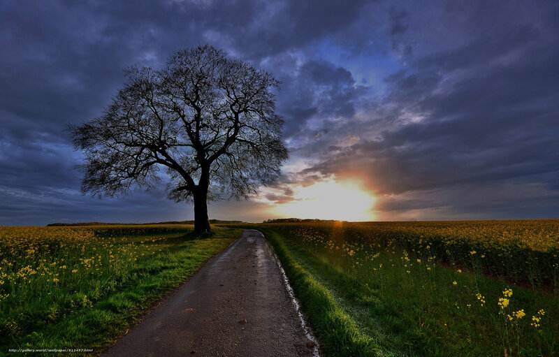 Solitary Tree on Road — Blue, Dramatic, Sunset, Photograph, Field