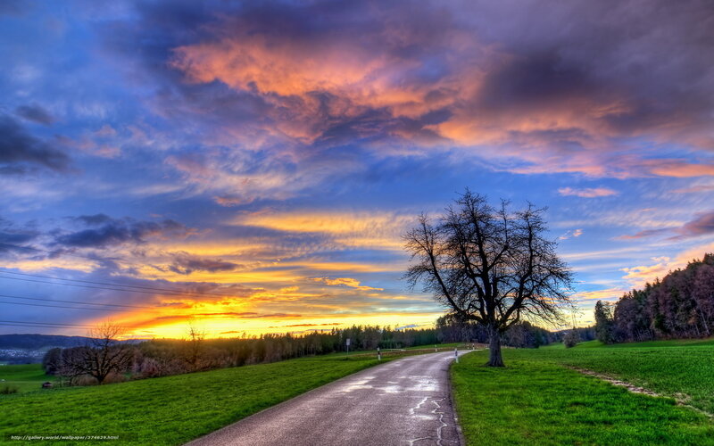 Solitary Tree on Road — Blue, Dramatic, Sunset