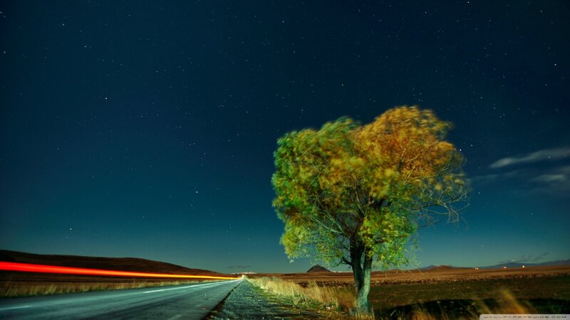 Solitary Tree on Road — Blue, Serene, Night