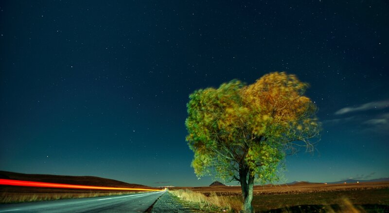 Solitary Tree on Road — Blue, Serene