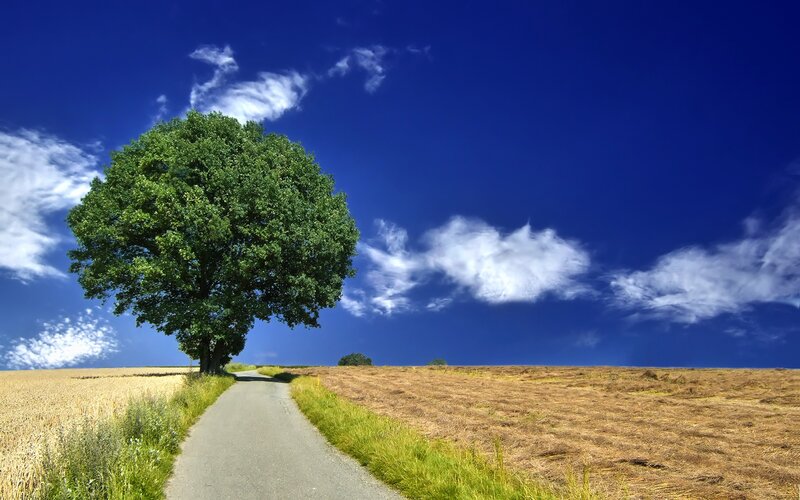 Solitary Tree on Road — Blue