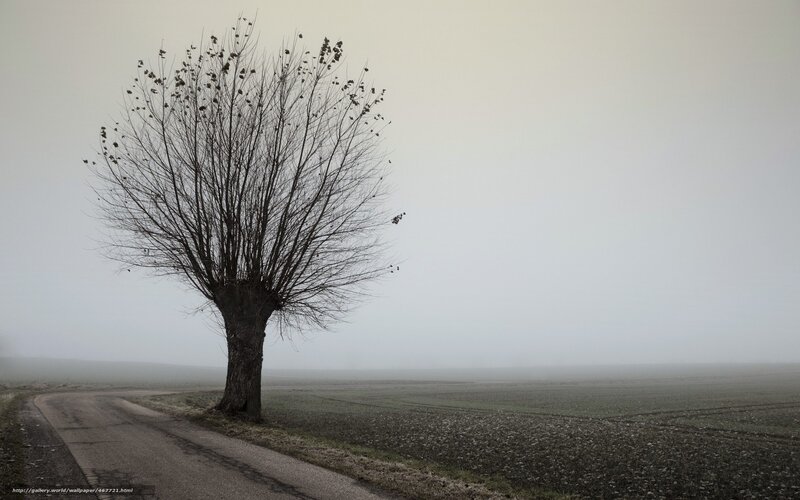 Solitary Tree on Road — Gray