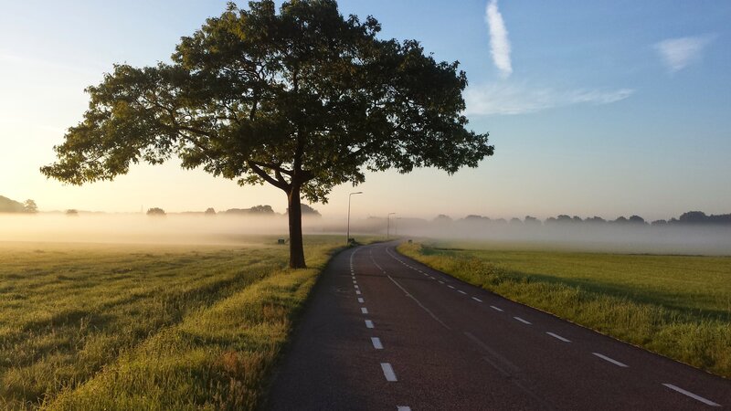 Solitary Tree on Road — Green, Serene