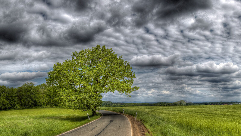 Solitary Tree on Road — Green