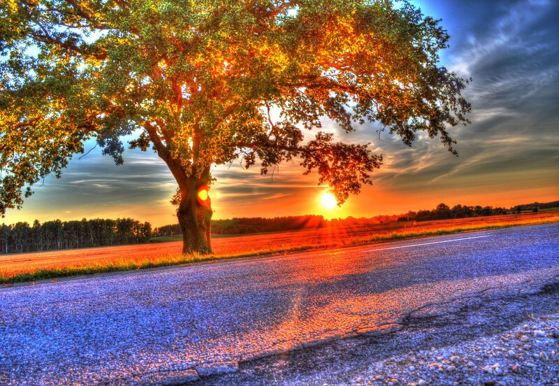 Solitary Tree on Road — Orange