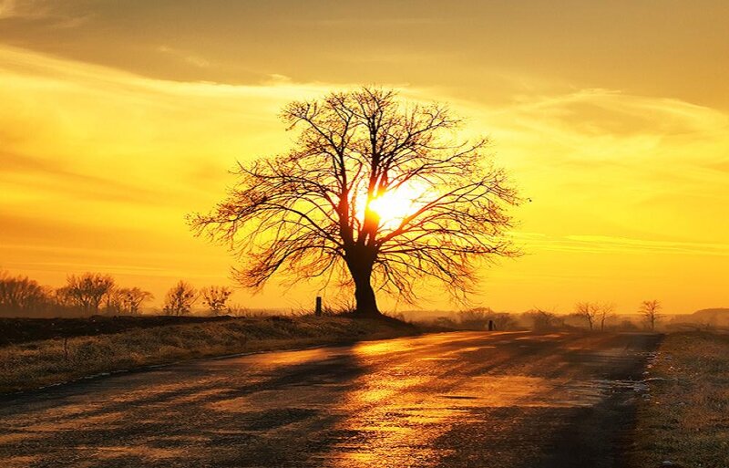 Solitary Tree on Road