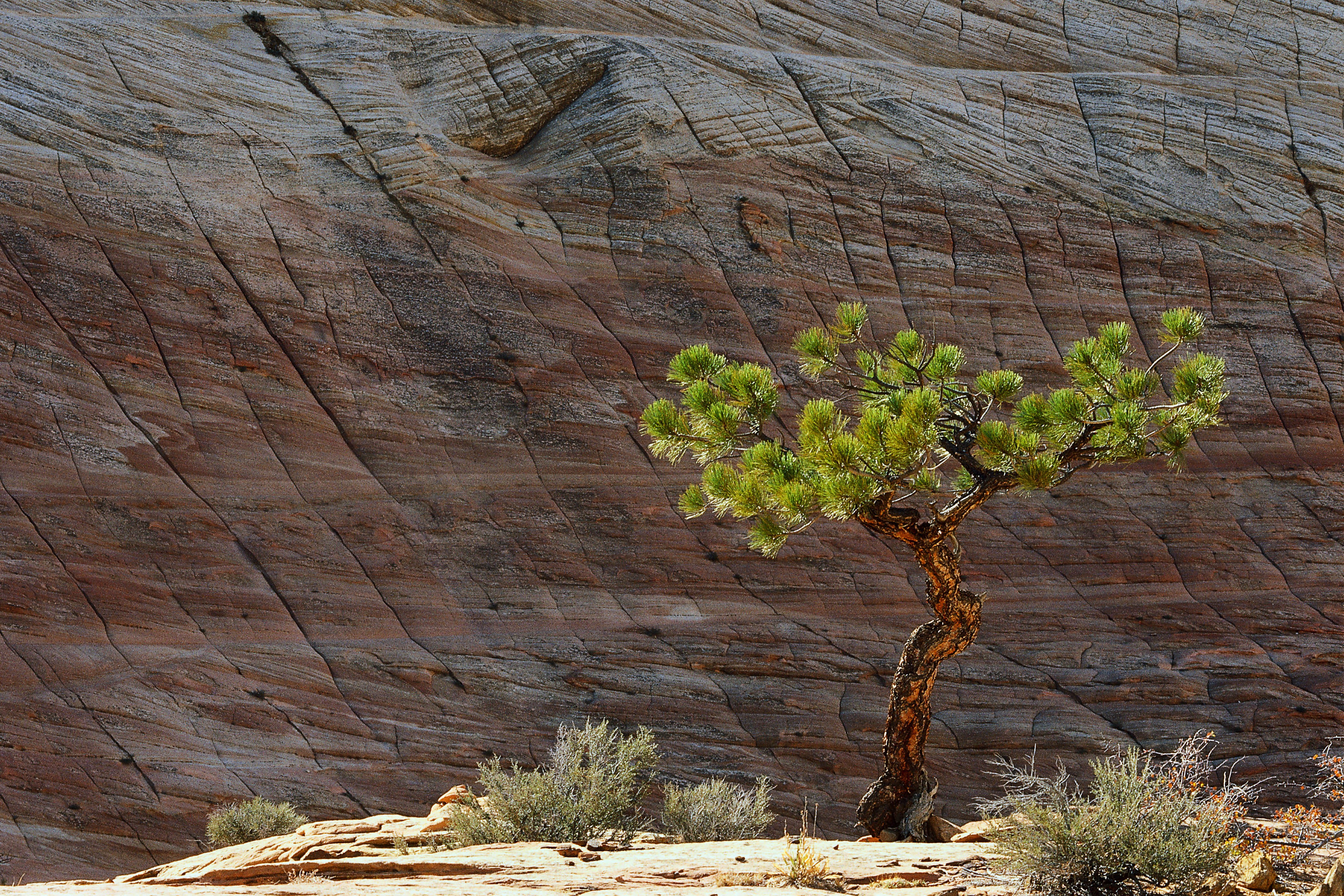 Solitary tree on rock face