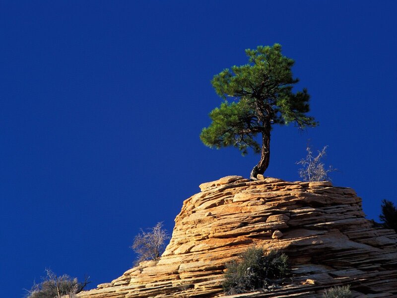 Solitary tree on rock formation