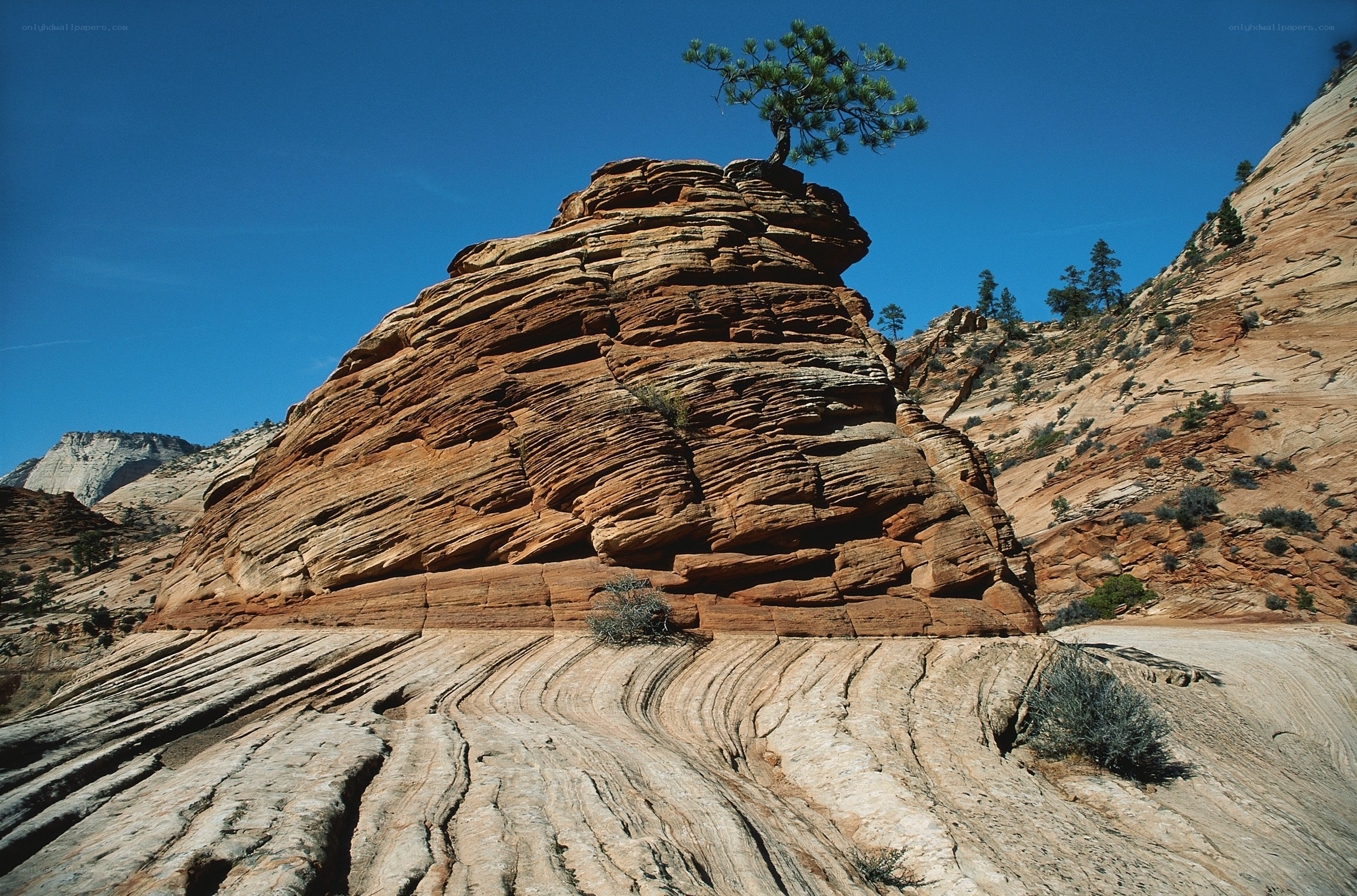 Solitary tree on rock formation
