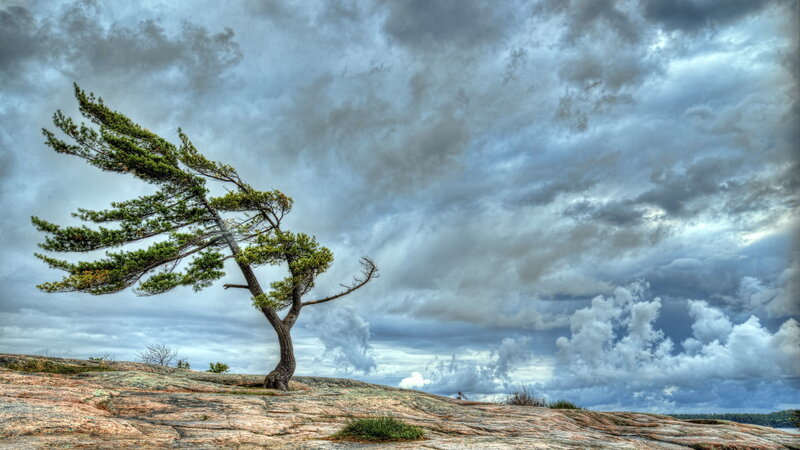 Solitary Tree on Rock — Gray