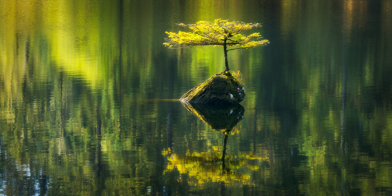 Solitary Tree on Rock — Green, Serene, Autumn