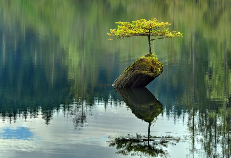 Solitary Tree on Rock — Green, Serene, Morning, Photograph