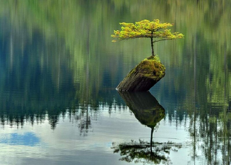 Solitary Tree on Rock — Green, Serene