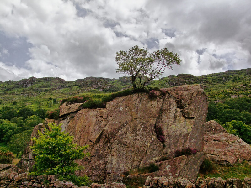Solitary Tree on Rock — Green