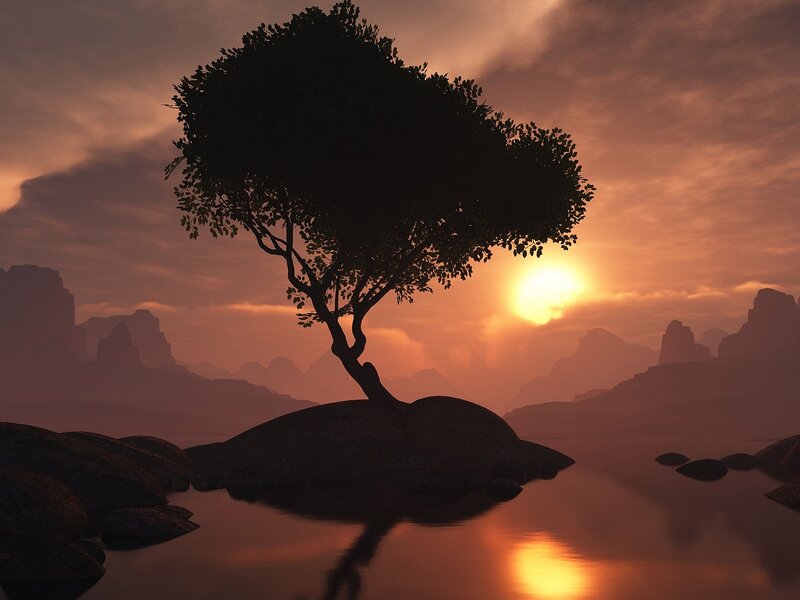 Solitary Tree on Rock — Orange, Serene, Sunset