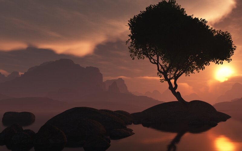 Solitary Tree on Rock — Orange