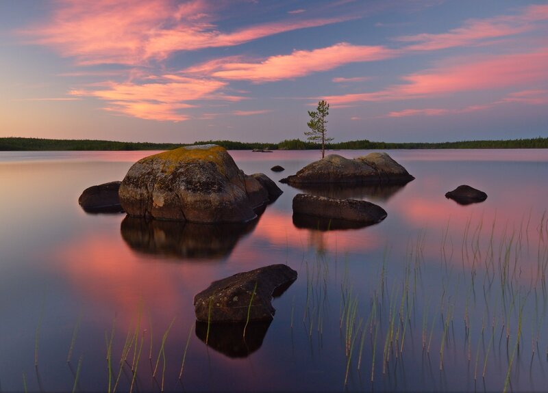 Solitary Tree on Rock — Pink
