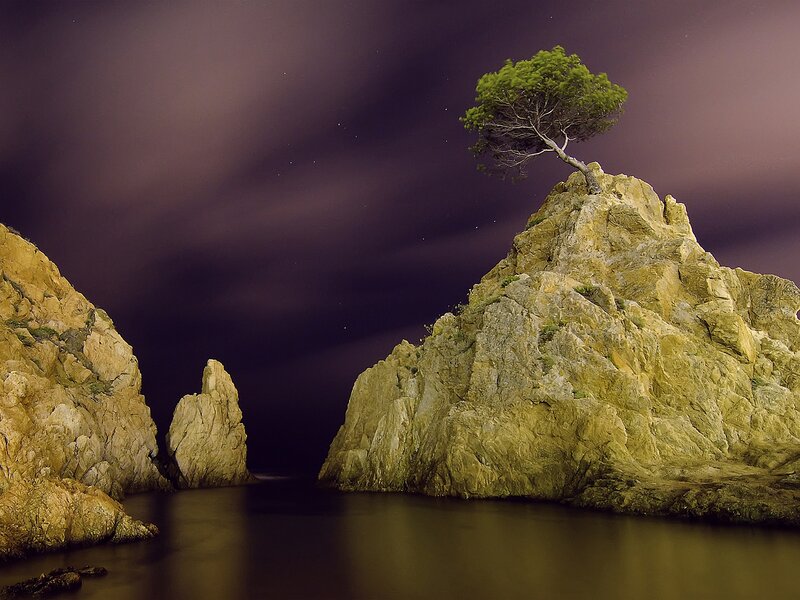 Solitary Tree on Rock — Purple, Dramatic, Night