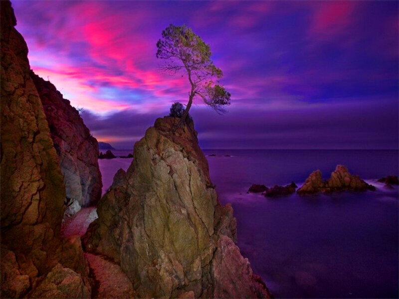 Solitary Tree on Rock — Purple, Dramatic