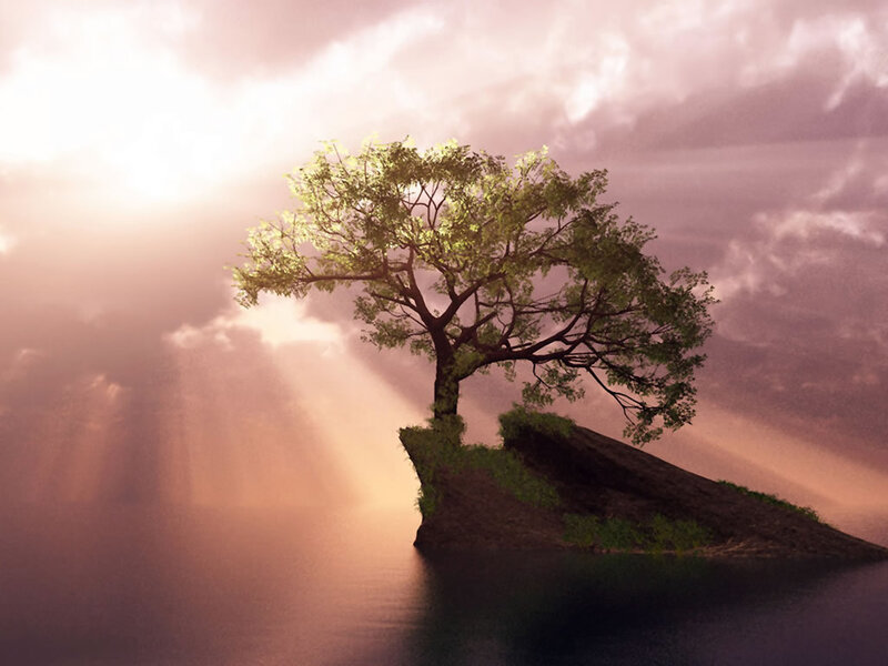 Solitary Tree on Rock — Purple, Serene
