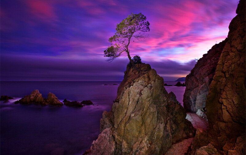 Solitary Tree on Rock — Purple