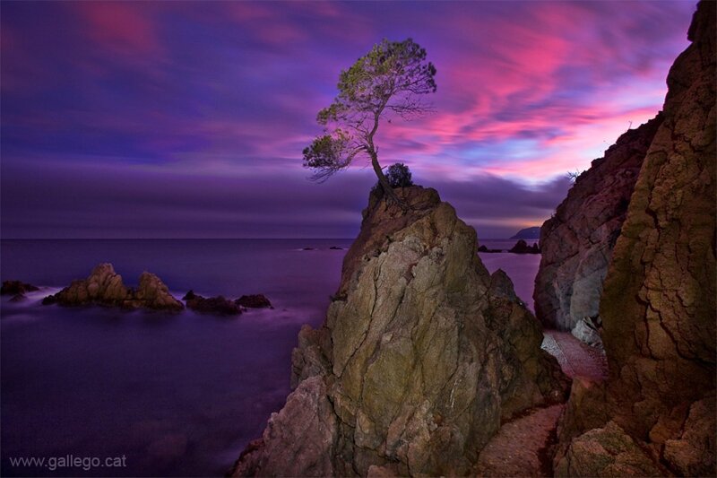 Solitary Tree on Rock