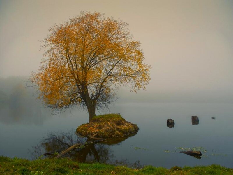 Solitary Tree on Rock — Yellow