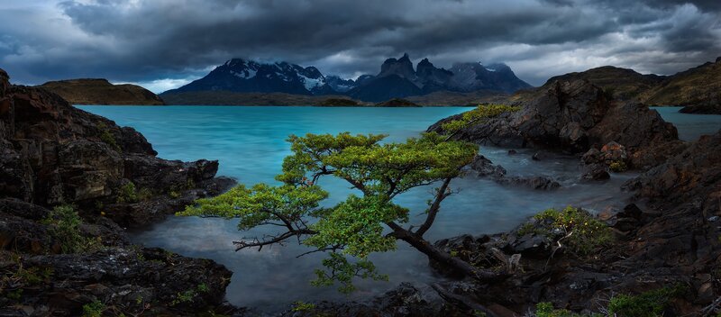 Solitary Tree on Rocks — Blue, Dramatic, Photograph