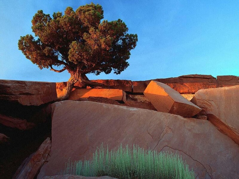 Solitary Tree on Rocks — Blue, Serene, Sunset