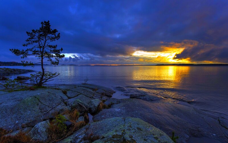 Solitary Tree on Rocks — Blue