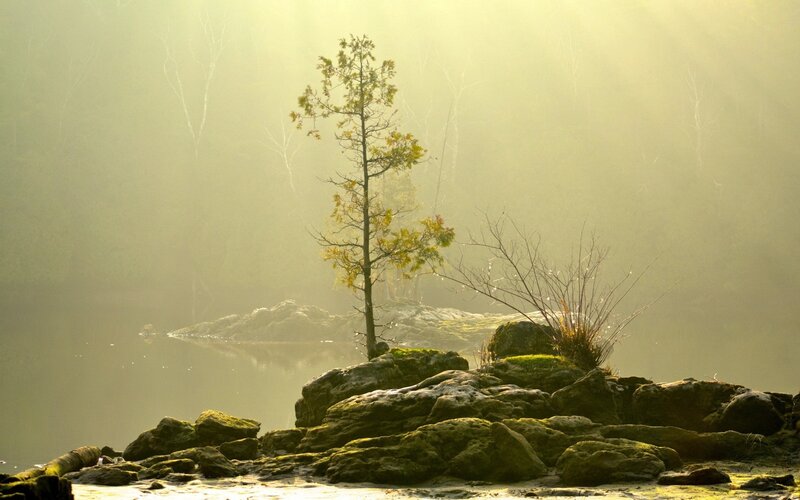 Solitary Tree on Rocks — Green