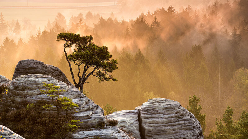 Solitary Tree on Rocks — Orange, Serene, Sunrise