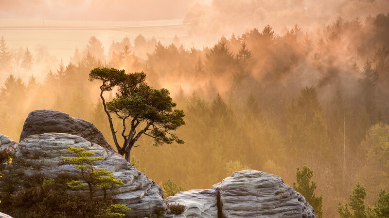 Solitary Tree on Rocks — Orange, Serene