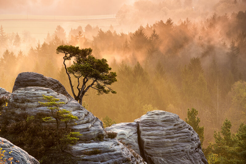 Solitary Tree on Rocks — Orange