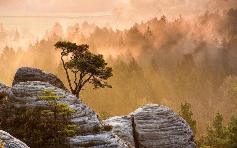 Solitary Tree on Rocks