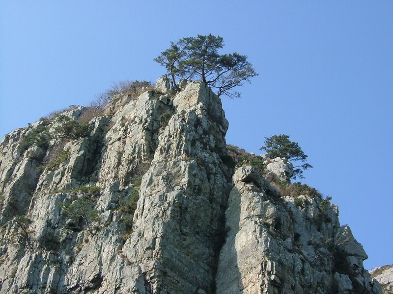 Solitary tree on rocky cliff