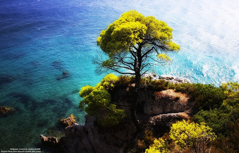Solitary tree on rocky cliff
