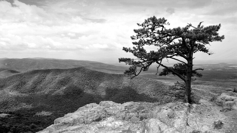solitary tree on rocky cliff