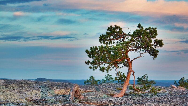 Solitary tree on rocky cliff