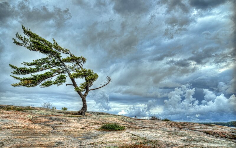 Solitary tree on rocky cliff
