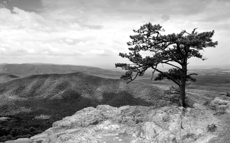solitary tree on rocky cliff