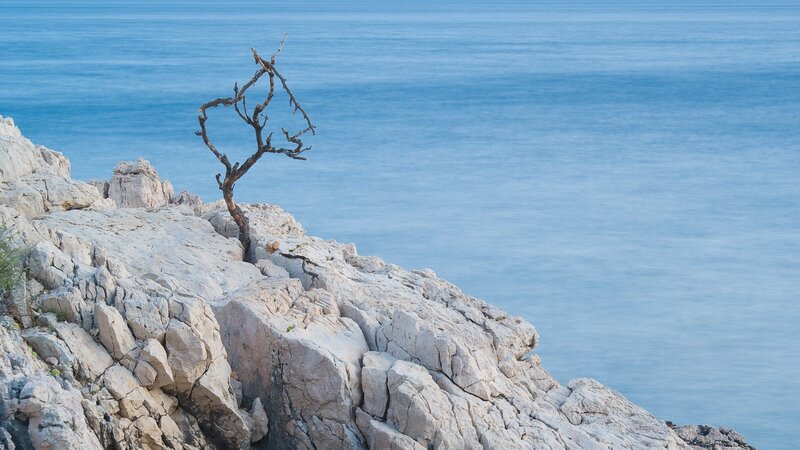 Solitary tree on rocky cliff