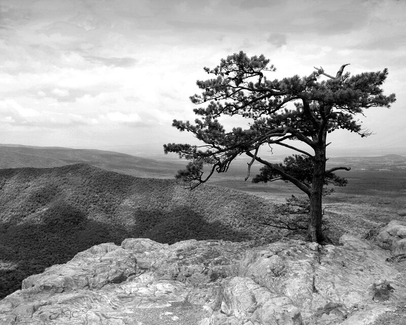 Solitary tree on rocky cliff