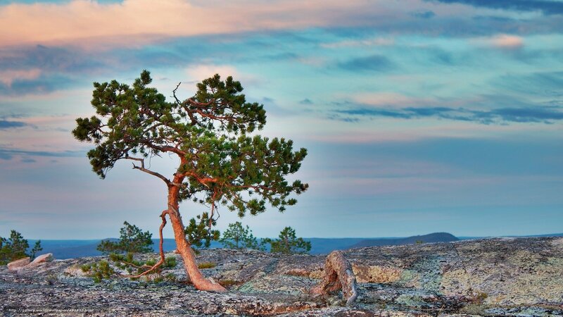 Solitary tree on rocky cliff