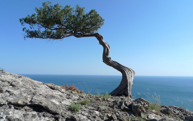 Solitary tree on rocky cliff