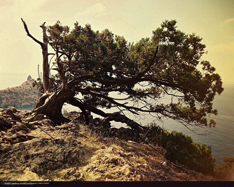Solitary tree on rocky cliff